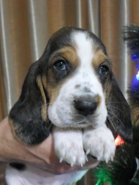 Щенки Бассет-хаунд в Армавире фото 53