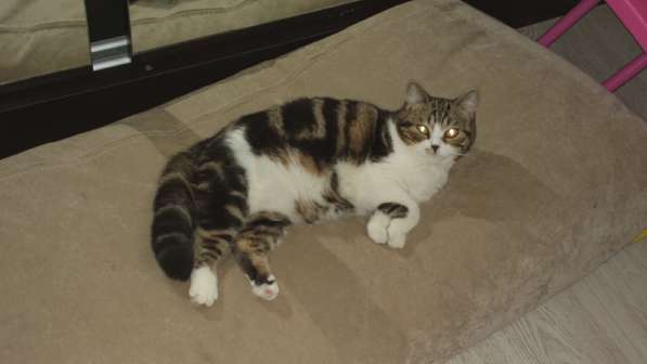 Голубая пятнистая девочка с документами в Санкт-Петербурге фото 7