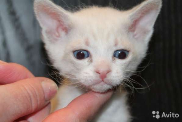 Продабтся котята