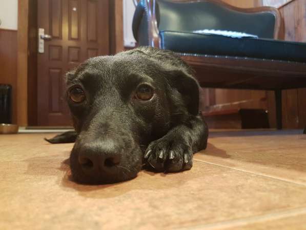 Маленькая собачка Боня ищет семью! в Москве фото 10