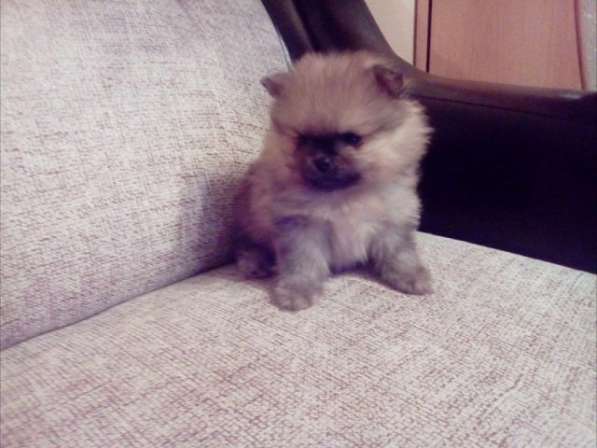 Щенки шпица в Челябинске фото 5