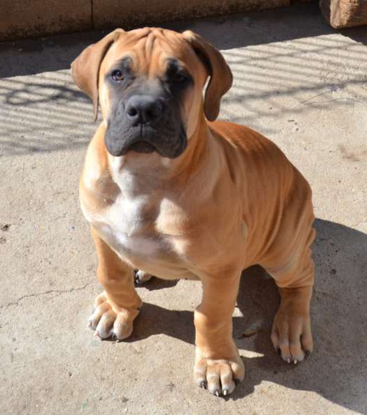 Щенки ЮА Бурбуля в Краснодаре фото 6