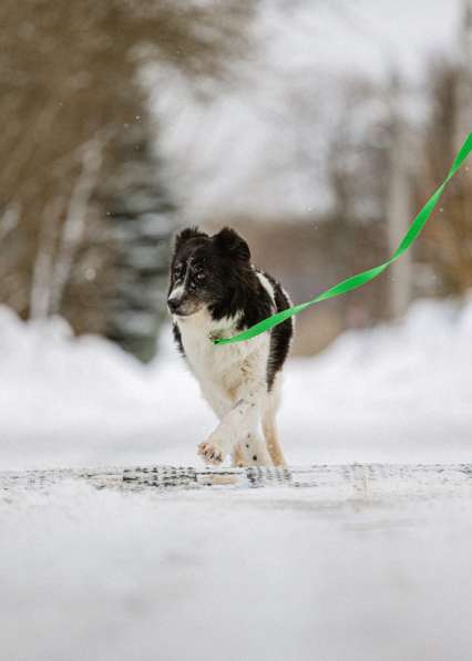 Пушистая собака Снежа в добрые руки в Москве фото 9