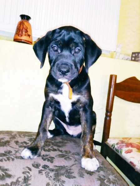 Щенки кане-корсо в Феодосии фото 9