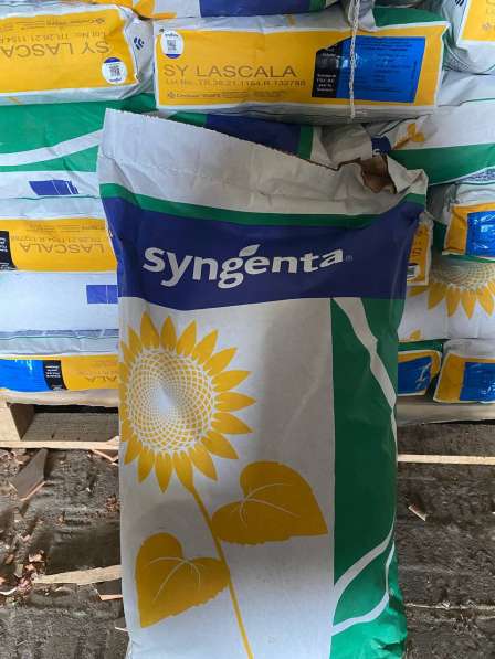Семена подсолнечника Syngenta, Limagrain