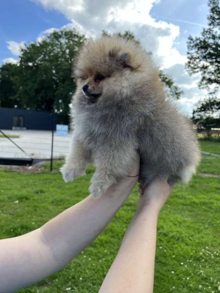 Pomeranian puppy в фото 4
