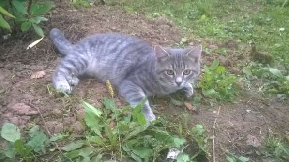 Котенок от британской кошки