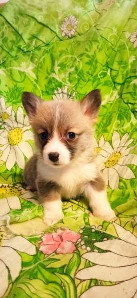 Щенки вельш корги пемброк в фото 6