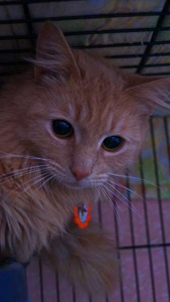 Котик в поиске дома в Москве фото 12