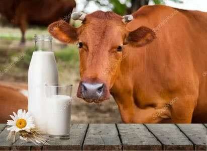Молоко, Сметана в Костерёво фото 6