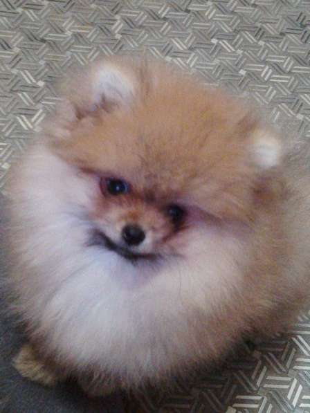 Мини-мишка девочка померанского шпица. Крошечная в фото 9