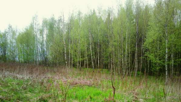 Участок 22 сотки, ИЖС, коммуникации, со своим еловым лесом в Смоленске фото 6