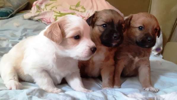 Отдам в добрые руки в Севастополе фото 12