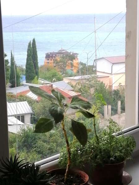 Аренда длительно|Мисхор|2х комнатная в Ялте фото 41