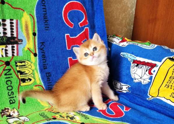 Британская золотой котик в Санкт-Петербурге фото 6