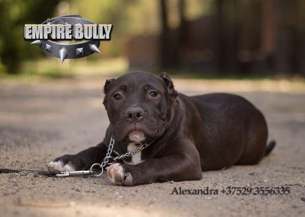 Американский булли. Щенки в фото 7