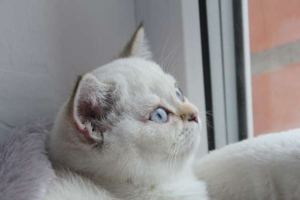 Котик от серебристой шиншиллы