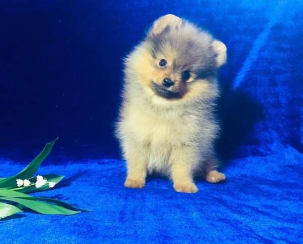 Щеночки шпицы