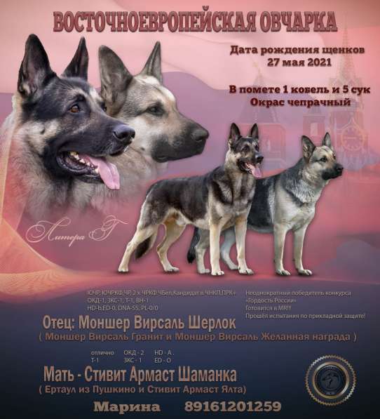 Клубные щенки ВЕО