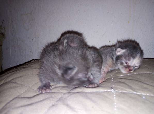 Котята Русской Голубой кошки в Уфе фото 5