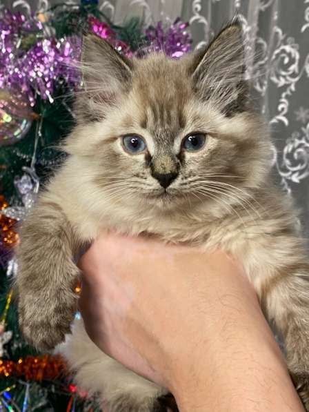 Котёнок Рэгдолл в Москве фото 4