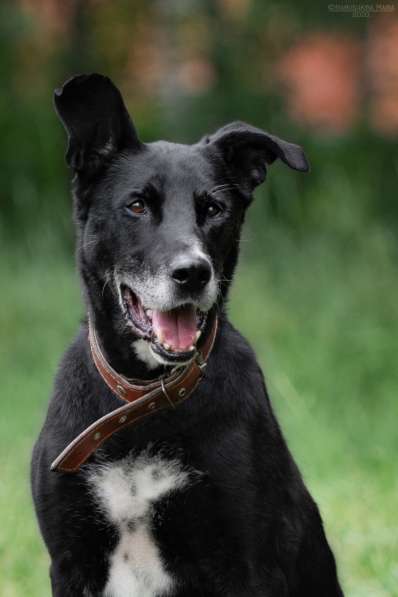 Статный красавец Виконт ищет семью в Москве фото 16