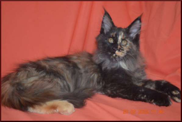 Роскошный черный котик мейн-кун из питомника в Астрахани фото 66