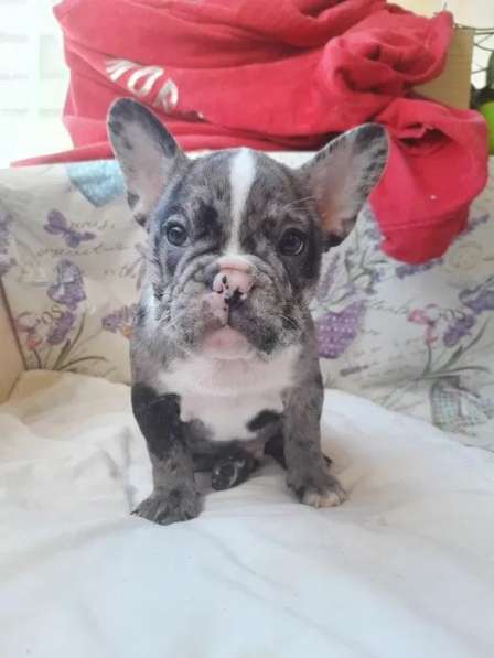 French Bulldog. Merle colour. Boy's в фото 9