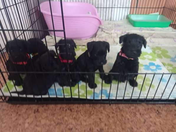 Щенки цвергшнауцера в Москве фото 8