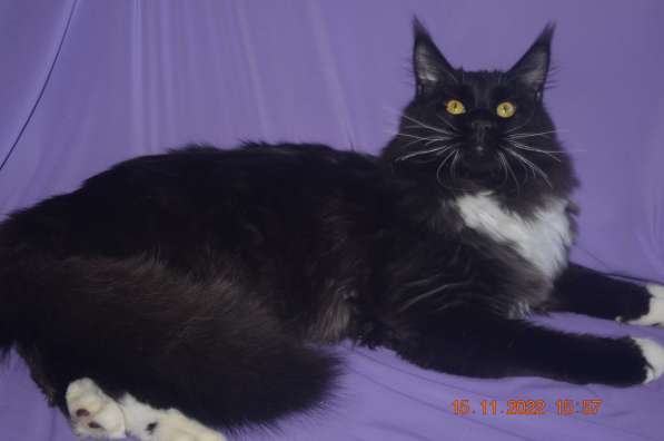 Роскошный черный котик мейн-кун из питомника