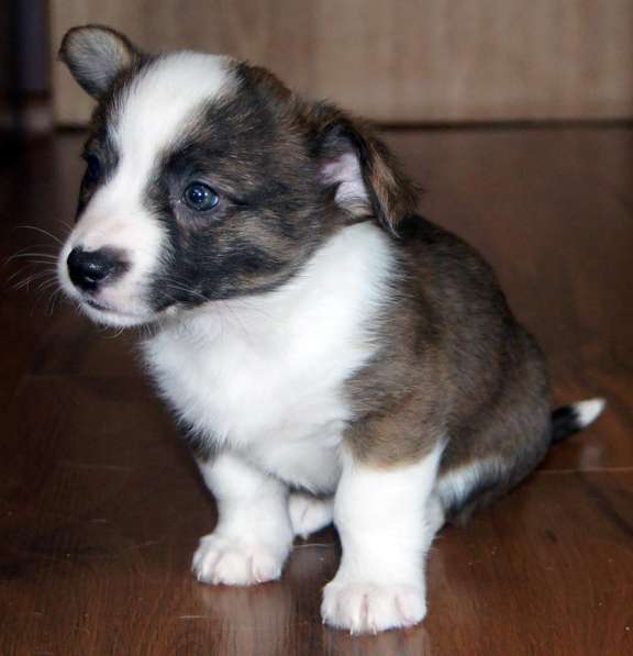 Щенки вельш корги кардиган в Москве фото 16