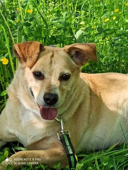 Уютный диванный пёсик в Санкт-Петербурге фото 10