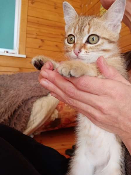 Котенок в добрые руки в Иркутске фото 3