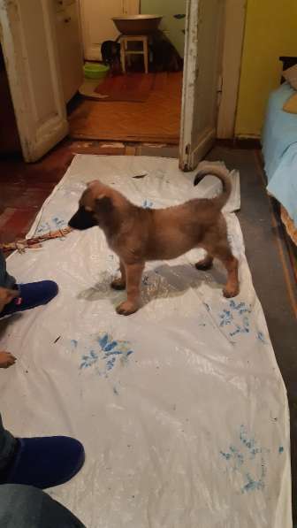 В добрые руки в Саратове фото 5