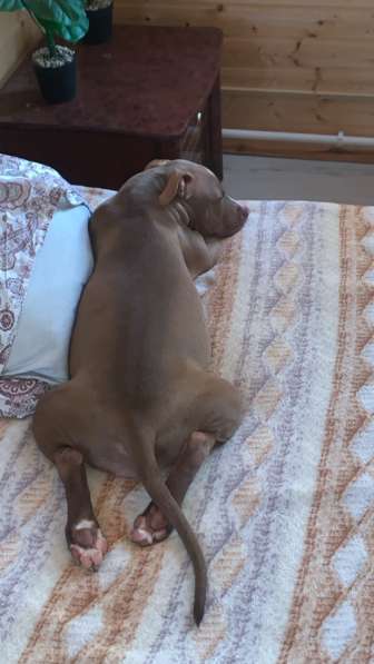 Американский питбультерьер в Ярославле фото 3