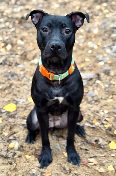 Питбуль Джуна 10 месяцев ищет дом в Москве фото 8