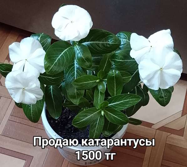 Катарантусы разных расцветок продаю в фото 13