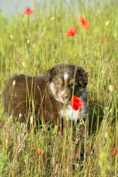 Щенок Miniature American Shepherd (MAS) - кобель в фото 6