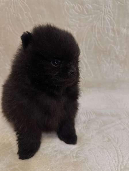 Померанский шпиц