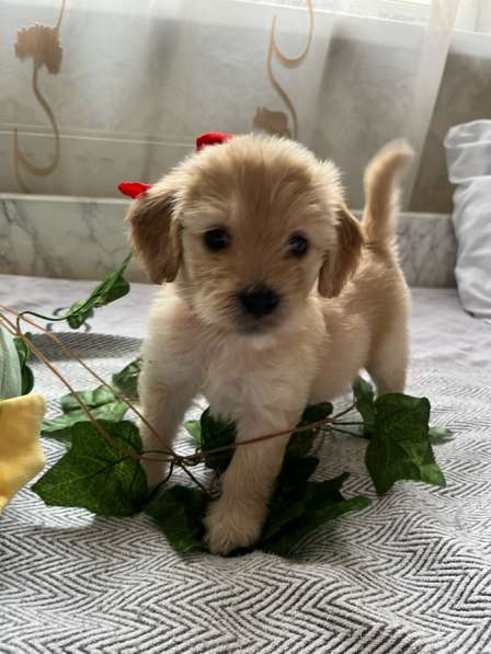 Щенки эстонской гончей