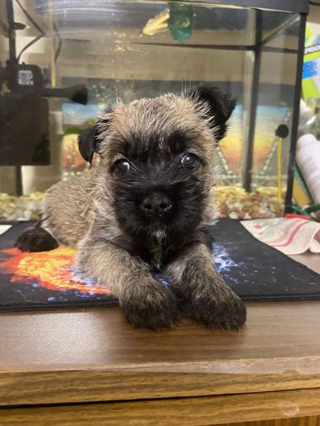 Щенки керн терьера в Санкт-Петербурге