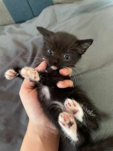 Котята в Кемерове фото 4