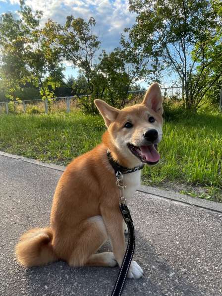 Щенок сиба ину