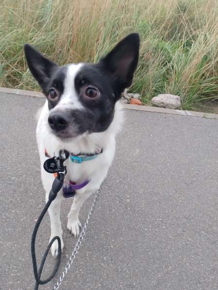 Маленькая домашняя собачка ищет дом в Санкт-Петербурге фото 4