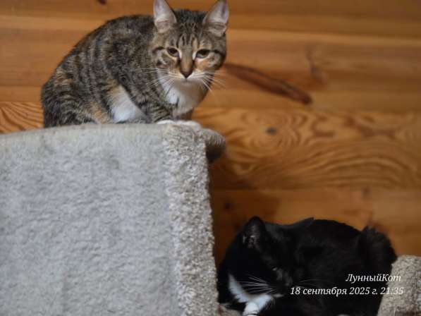 Кошечка Триша в Москве фото 3