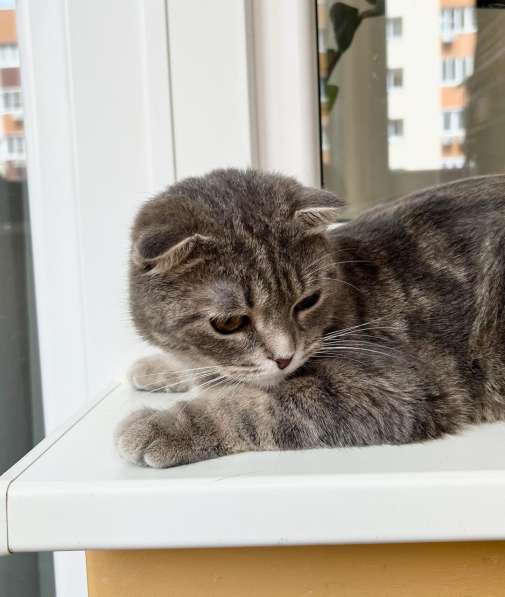 Вислоухая кошечка Энни в добрые руки в Москве фото 13