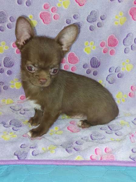 Chihuahua. Chocolate boy в фото 3