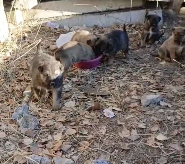 Щенки в добрые руки в Чите фото 5