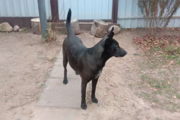 Прекрасная собака-охранница Бэтта в дар в фото 3