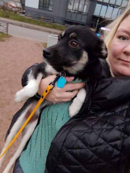 Ищет дом крошка-собачка весом 6 кг в Санкт-Петербурге